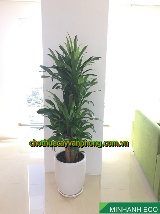 Grafted dracaena fragrans