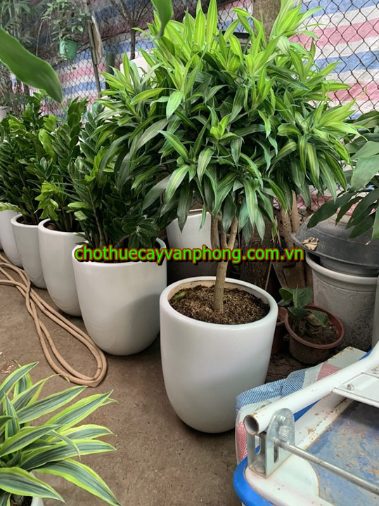 Dracaena reflexa