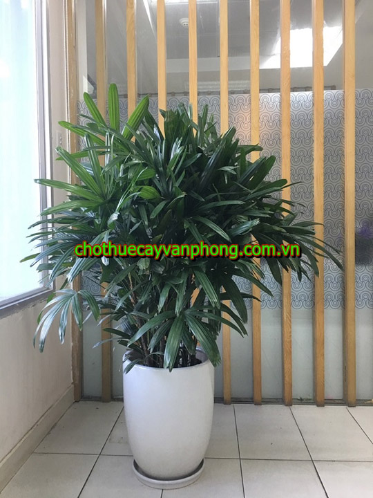 Lady palm