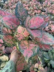 Interior plants