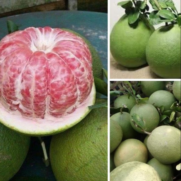 Green-skinned grapefruit tree
