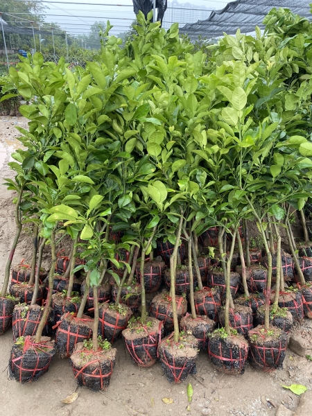 Red grapefruit tree