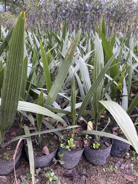 Date palm tree