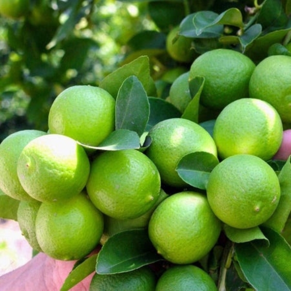 Lemon tree