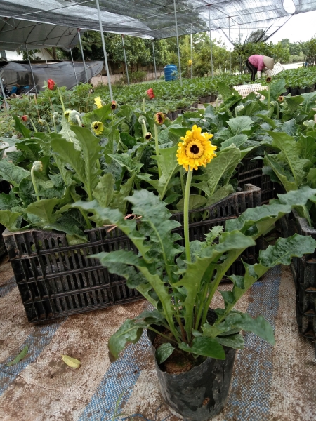 Gerbera