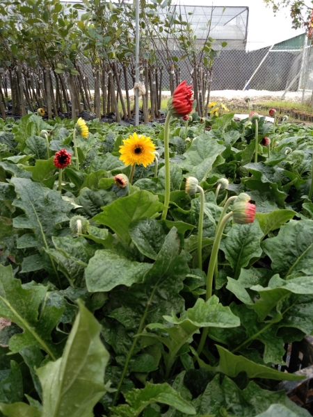 Gerbera