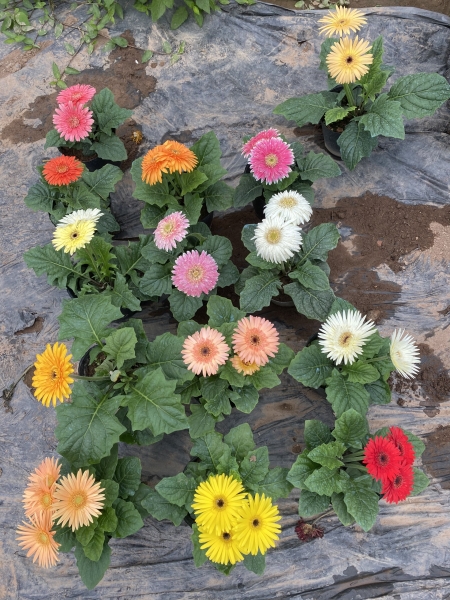 Dwarf gerbera