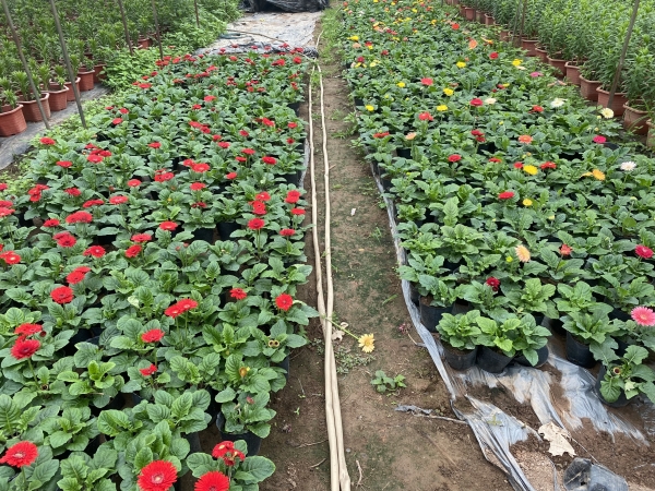 Dwarf gerbera