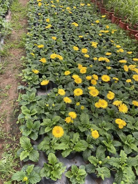 Dwarf gerbera