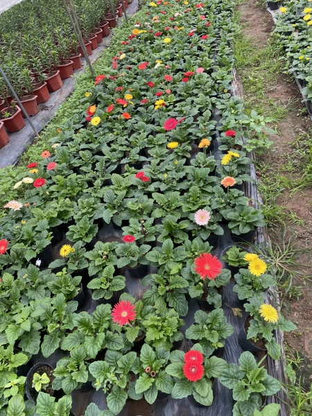 Dwarf gerbera