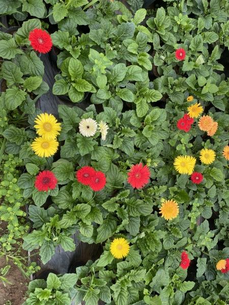 Dwarf gerbera