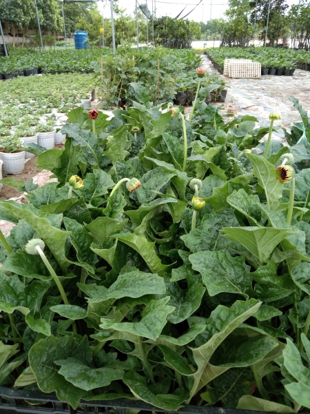 Gerbera