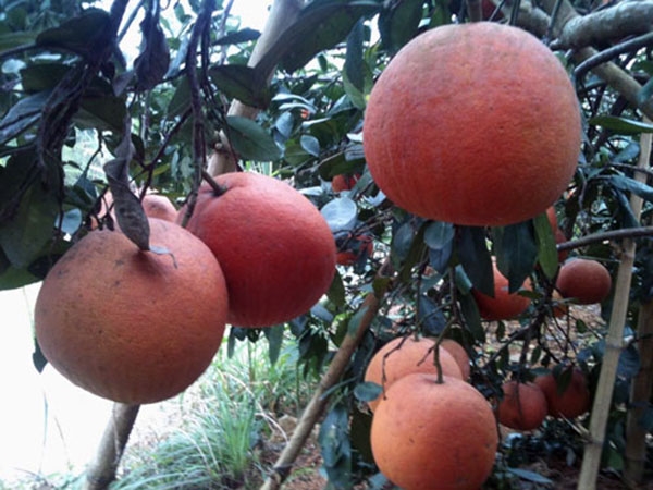 Tan Lac choai red grapefruit tree