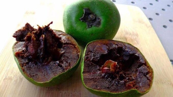 Black sapote tree