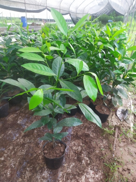Black sapote tree