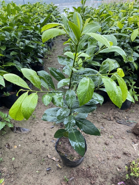 Black sapote tree