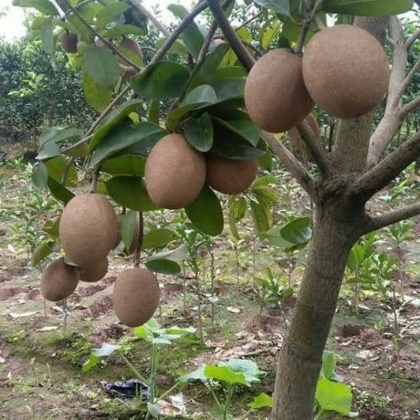 Sapodilla tree