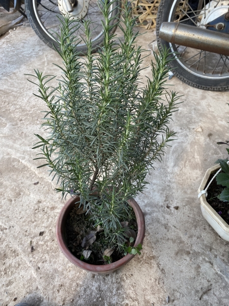 Rosemary tree