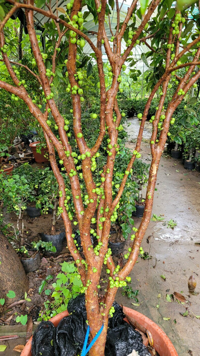 Grape tree
