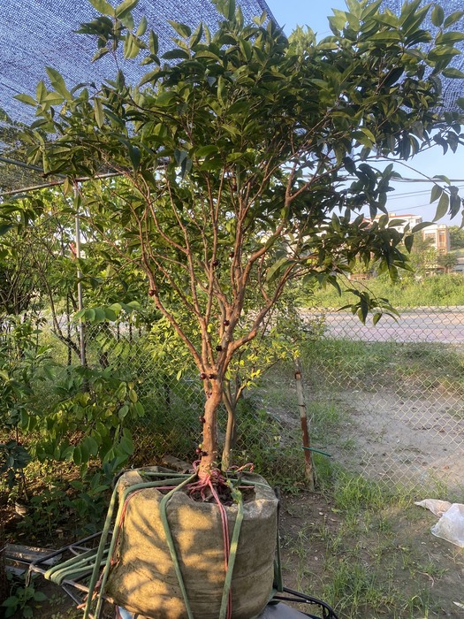Grape tree