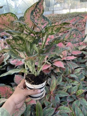 Interior plants