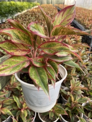 Interior plants