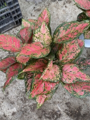 Interior plants