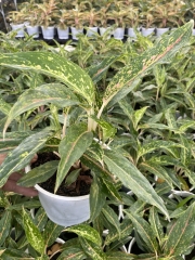 Interior plants