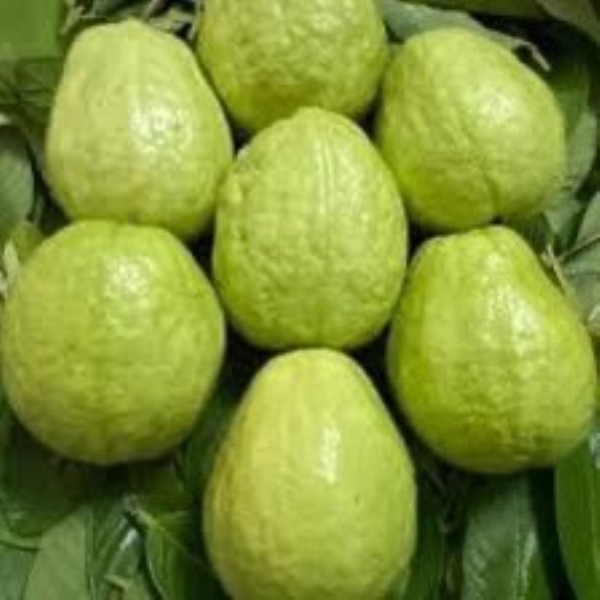 Taiwan guava tree