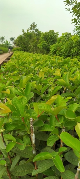 Taiwan guava tree