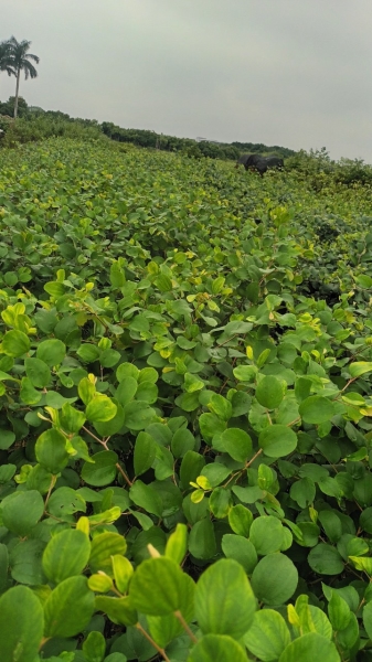Taiwan green jujube fruit tree