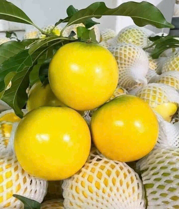 Taiwan abiu fruit tree