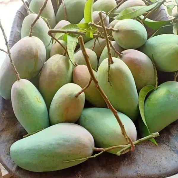 Taiwan mango tree