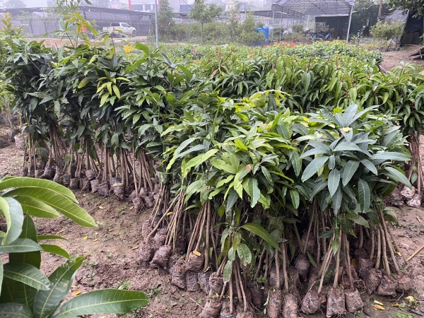 Thailand mango tree