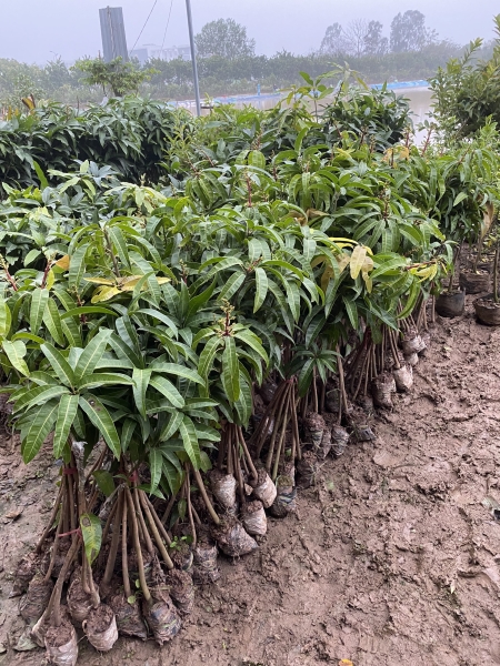 Australia mango tree