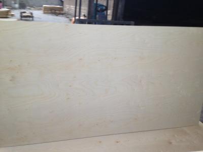 White birch D gade