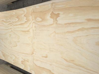 Radiata Pine C plus
