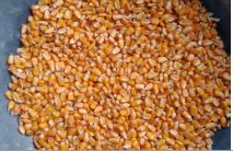 Yellow corn