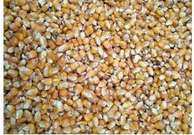 Yellow corn