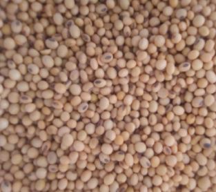 Soybean
