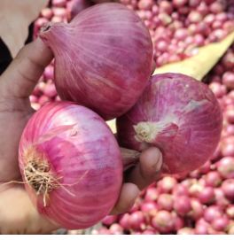 Red onion
