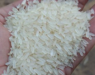 IR64 Rice