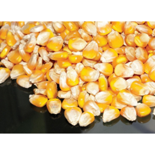 Corn seed