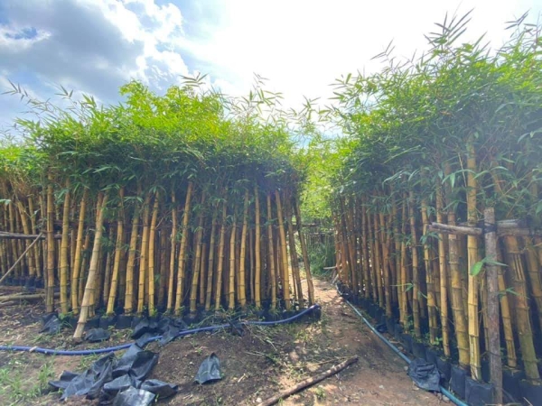Selling and buying trees