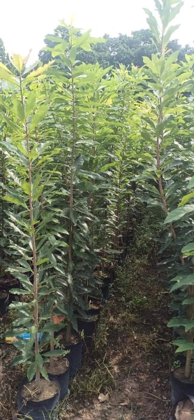 Selling and buying trees