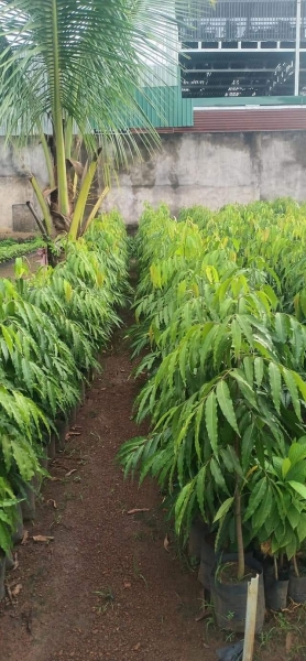 Selling and buying trees