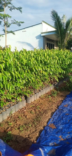 Selling and buying trees
