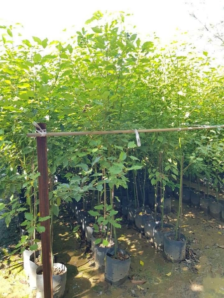 Selling and buying trees