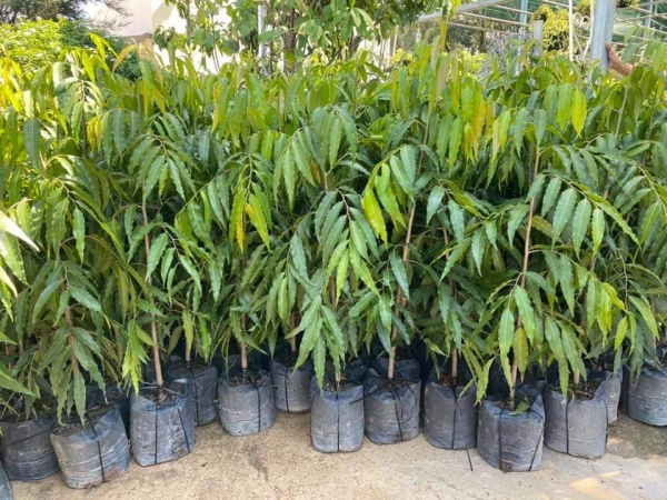 Selling and buying trees