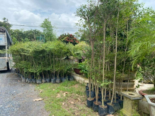 Selling and buying trees